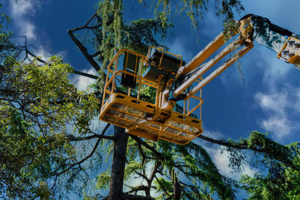 Rocky Mount, NC Tree Care Services Company