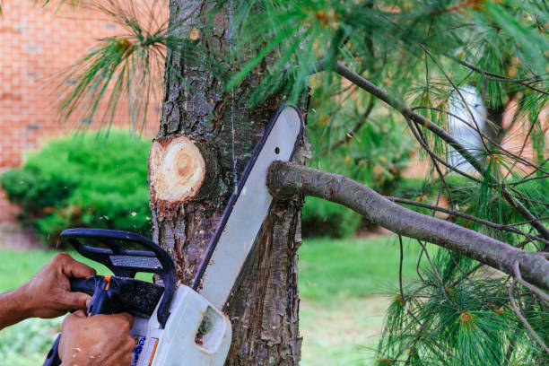 How Our Tree Care Process Works  in  Rocky Mount, NC